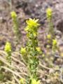 Sideritis montana