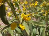 Phlomis armeniaca