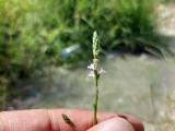 Verbena officinalis