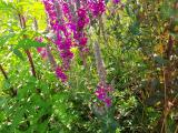 Lythrum salicaria