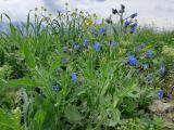 Anchusa azurea