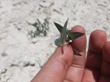 Cynanchum acutum