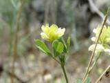 Trifolium campestre