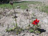 Anemone coronaria