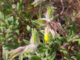 Onosma sp.