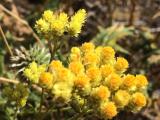 Helichrysum sp.