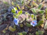 Alkanna tinctoria