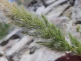 Polypogon monspeliensis