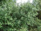 Styrax officinalis