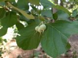 Styrax officinalis