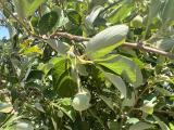 Styrax officinalis