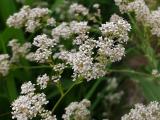 Lepidium latifolium