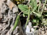 Lathyrus chloranthus
