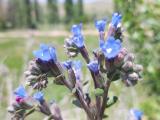 Anchusa leptophylla