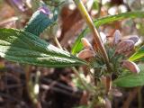 Phlomis pungens