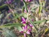 Phlomis pungens