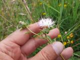 Centaurea iberica