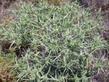 Eryngium campestre