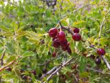 Cerasus microcarpa