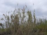 Arundo donax