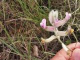 Astragalus melanocephalus