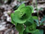 Euphorbia amygdaloides