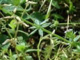Sherardia arvensis