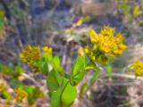 Bupleurum rotundifolium