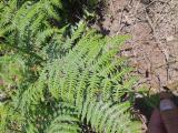 Pteridium aquilinum