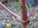 Prangos ferulacea