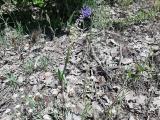 Muscari comosum