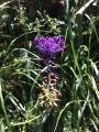 Muscari comosum