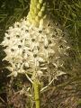 Ornithogalum persicum