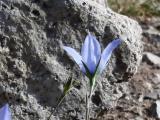 Campanula stevenii