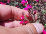 Saponaria prostrata