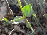 Silene chlorifolia