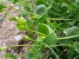 Silene chlorifolia