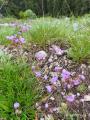 Geranium tuberosum