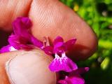 Dactylorhiza umbrosa