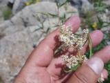 Polygonum alpinum