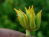 Caltha palustris