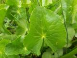 Caltha palustris