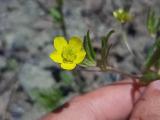 Ranunculus arvensis