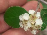 Cotoneaster nummularius