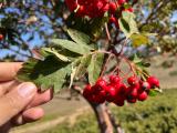 Sorbus roopiana