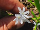 Puschkinia scilloides