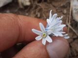 Puschkinia scilloides