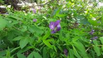 Lathyrus laxiflorus