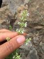 Nepeta nuda subsp. albiflora