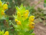 Rhinanthus angustifolius